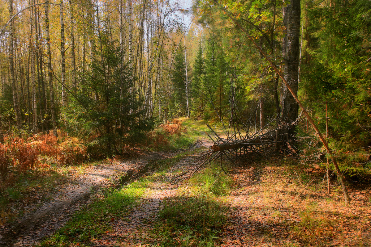 2 года в лесу. Лесные дороги. Лесная дорога. Лесной пейзаж. Сентябрьский лес.