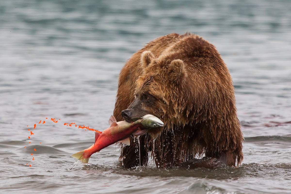 Медведи Камчатки на нересте лосося