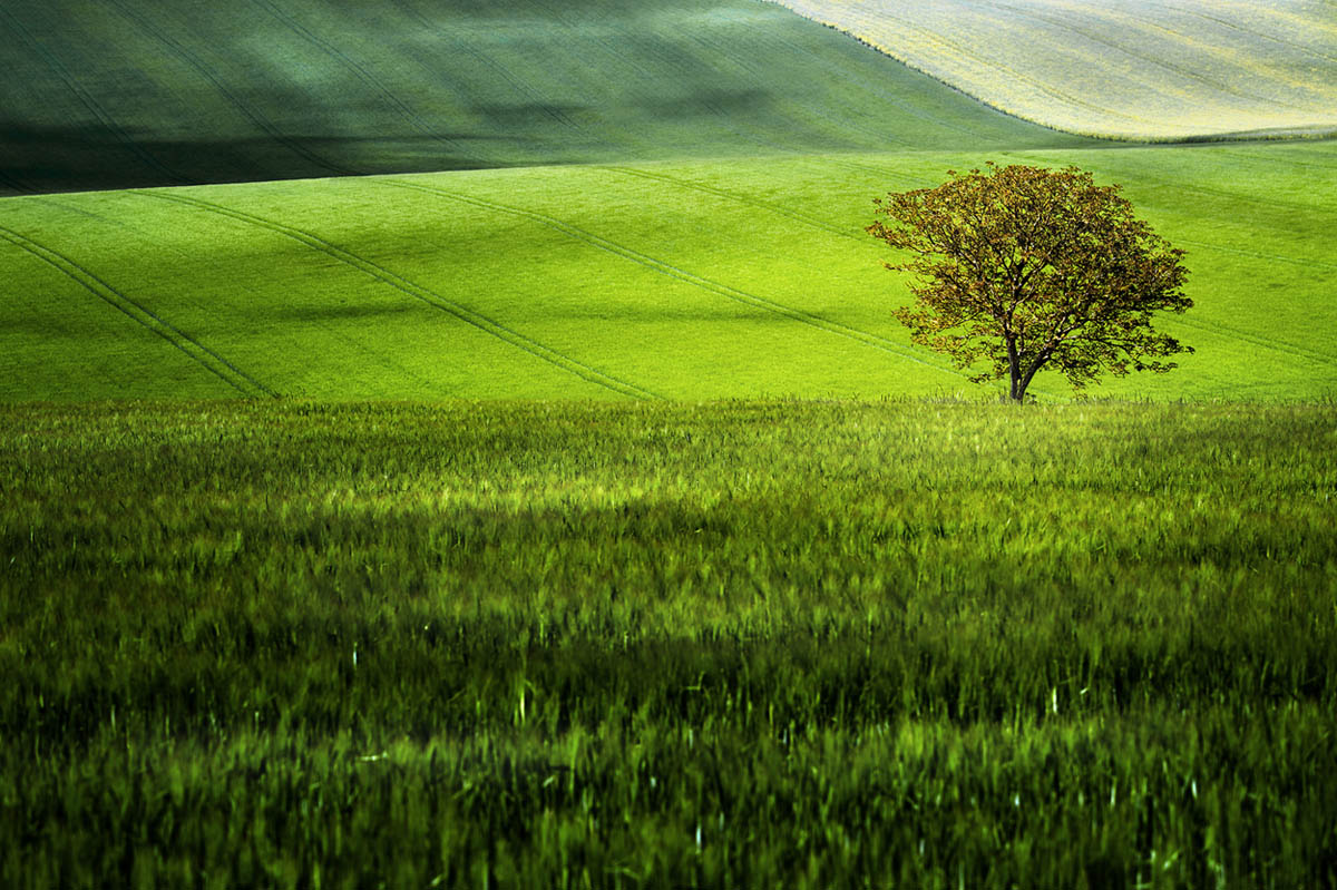 Fields first. Fields 1. first field.