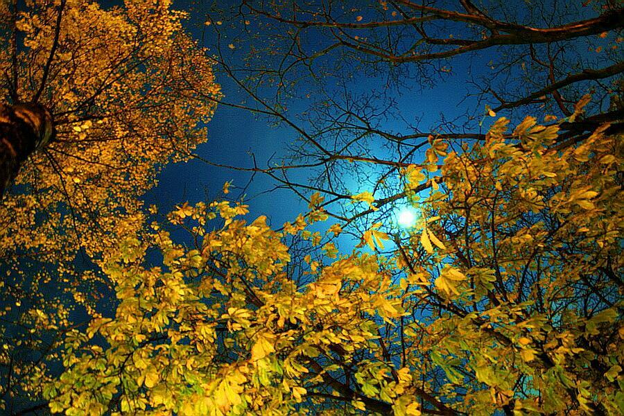 Бывают осенние ночи. Осенняя ночь. Золотая осень ночью. Осень ночь. Осеннего вечера золотой осени.