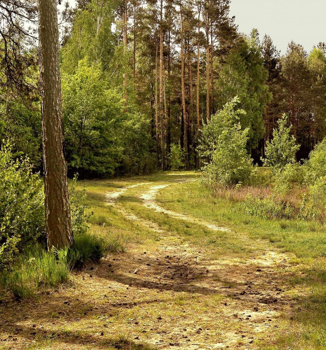 Лесная опушка. Лесная дорога. Опушка леса. Лесные дороги. На Лесной опушке.