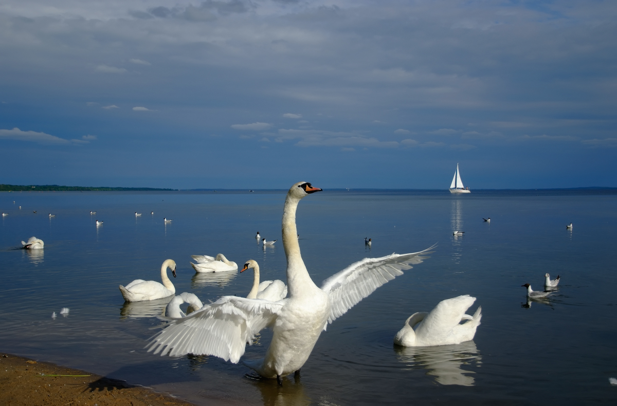 Белые лебеди на озере. Озеро Нарочь лебеди. Лебединое озеро Куршская коса. Озеро лебедь Куршская коса. Озеро лебедь Калининград.