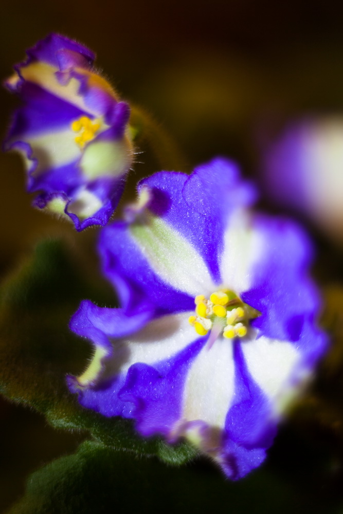 Saintpaulia ionantha фиалка. Автор фиалка. Автор фиалка. Фиалка синяя махровая. Автор фиалка.