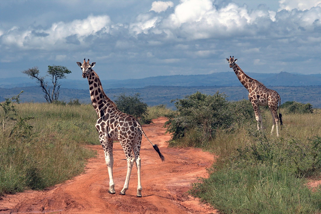 Жираф живет лет. Жирафы в Африке. Угандийский Жираф. Ноги жирафа. Жираф хвост.