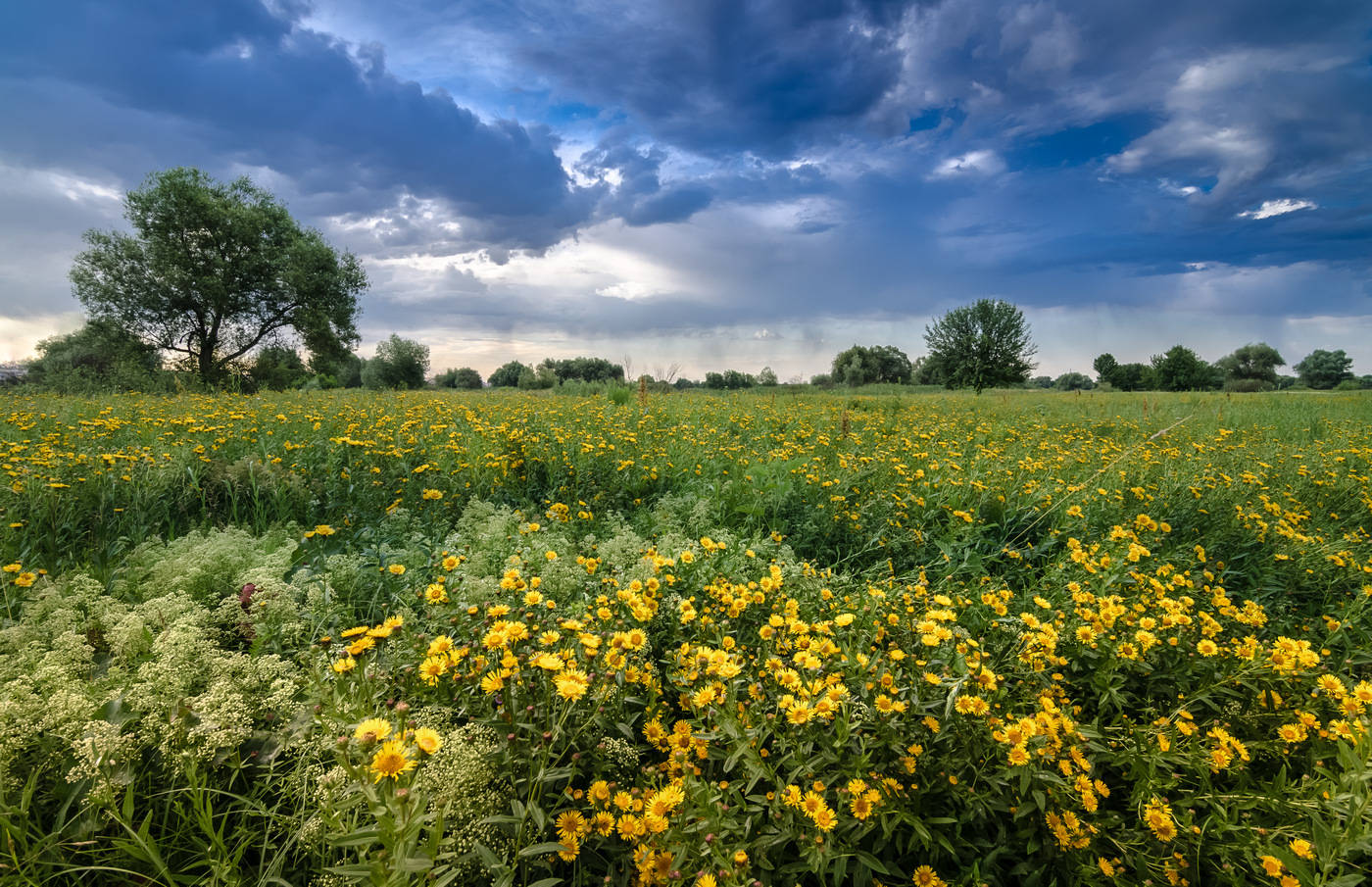 русское поле раздолье. ковыль ставрополья ставрополья. раздолье цветы. дебели луг сербия. степная зона челябинской области.