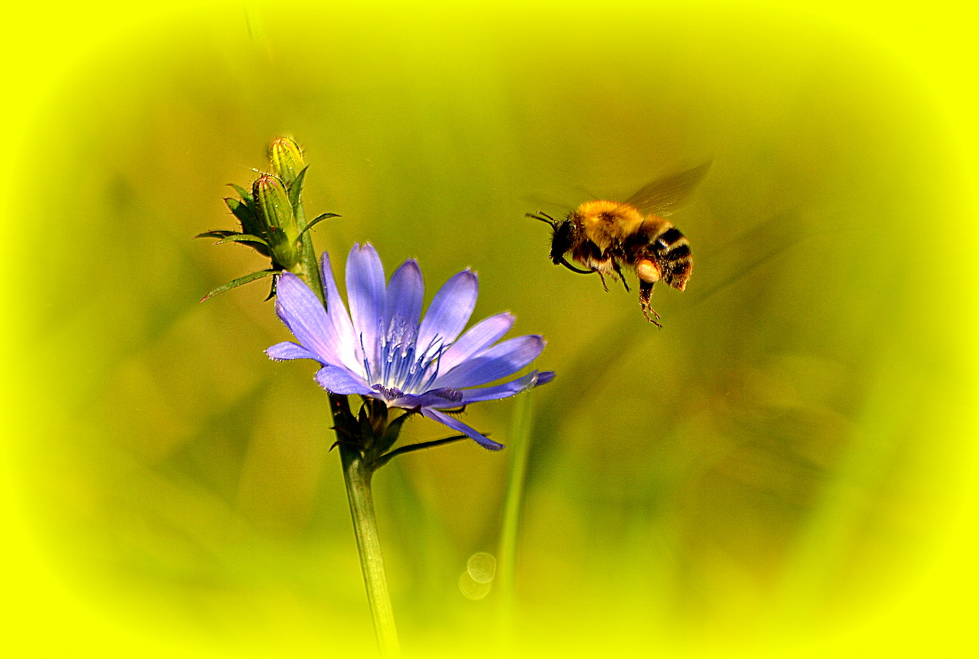 Цветет ива вокруг нее летают шмели порхают. Пчелки на цветах. Пчелы над цветами. Пчела над цветком. Шмель над цветком.