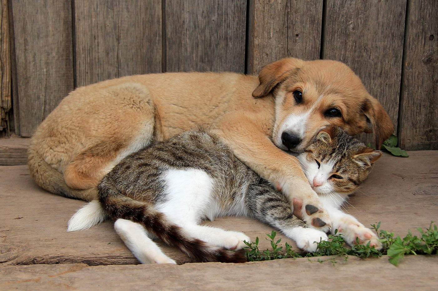 Ютуб домашнее животное. Домашние животные. Кошки и собаки. Собака и кошка вместе. Домашний питомец.