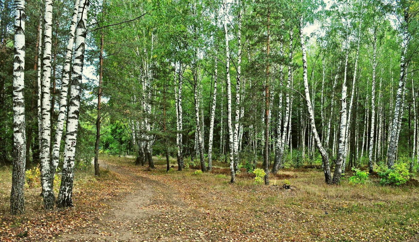 Березняк. Берёзовая роща Красноуфимск. Березовая роща Омск. Березняк, Березовая роща. Берёзовая роща Красноуфимск осенью.