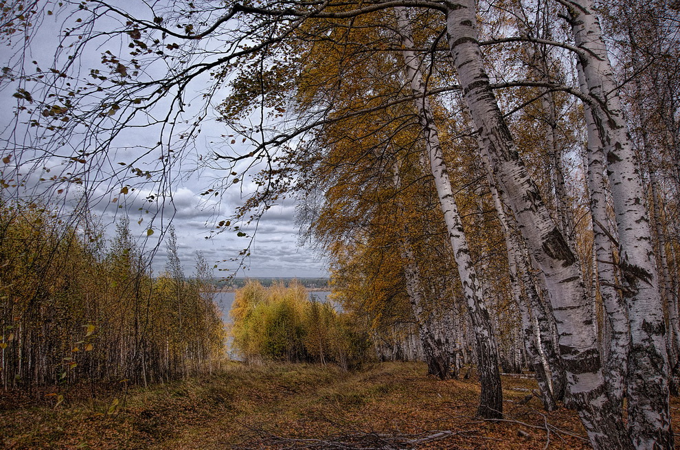 Российская в ноябре. Осень в средней полосе России. Осенний лес средней полосы. Поздняя осень в России. Осенние пейзажи средней полосы России.