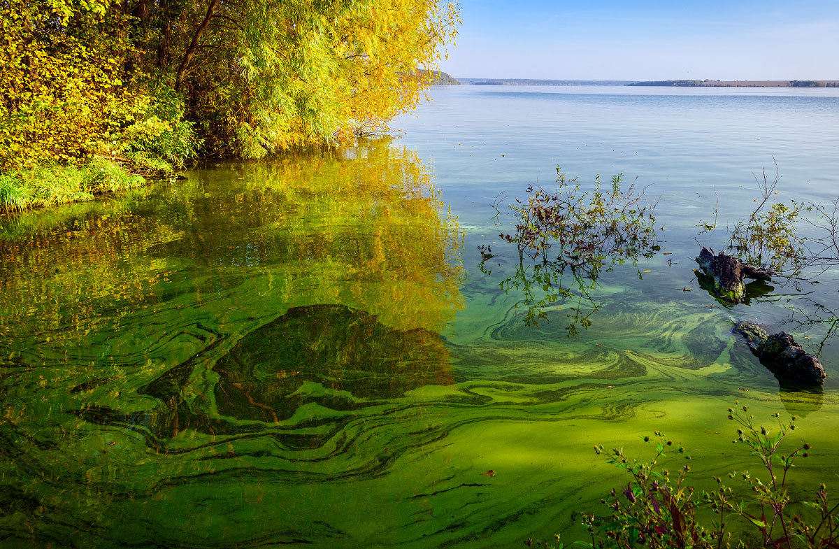 ленинградская область пруд тихая заводь. речные заводи. заводь лесной пруд ручей. тихая заводь реки. тихая лесная заводь.