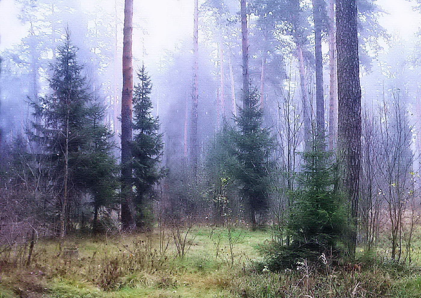 В еловом лесу с утра до позднего. Сосновый Бор Сосенки осень. Лесная опушка ельник. Еловый лес. Опушка соснового леса.