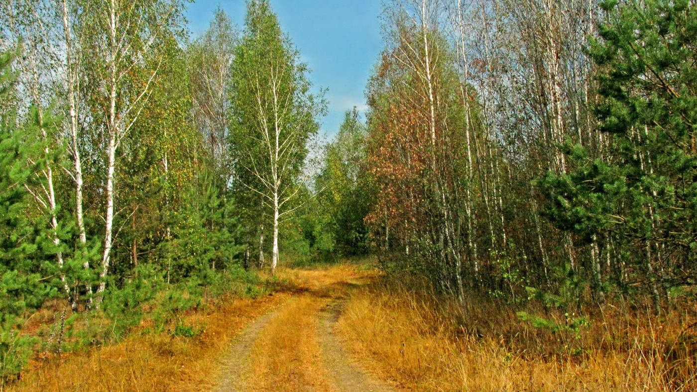 Раз опушкою лесной. Опушка фото осень. Опушке или опушки. Картинка на рабочий стол опушка леса красивые. Осень на опушке леса фото.