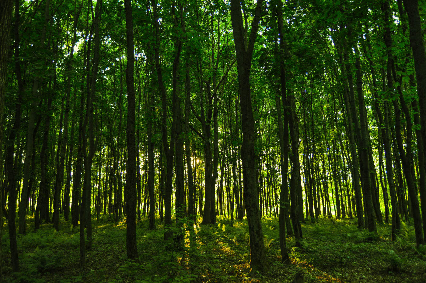 Forest town. Лесные насаждения. Насаждение леса. Насаждение в лесу. Полосы древесных насаждений.