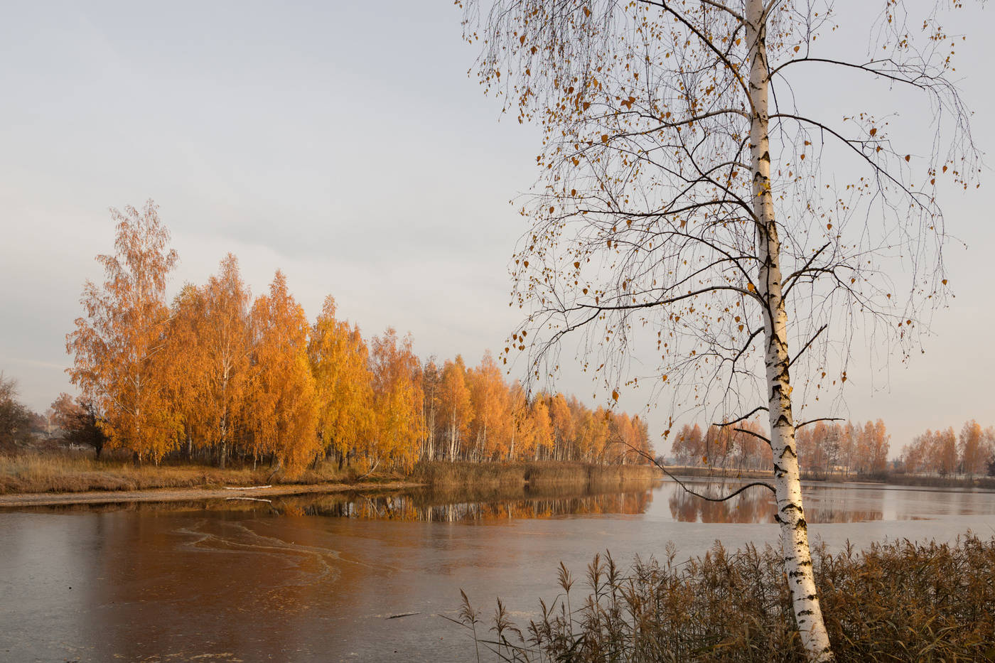 Осенью 1. Береза поздней осенью. Береза в ноябре. Осень березы ноябрь. Береза осенью ноябрь.