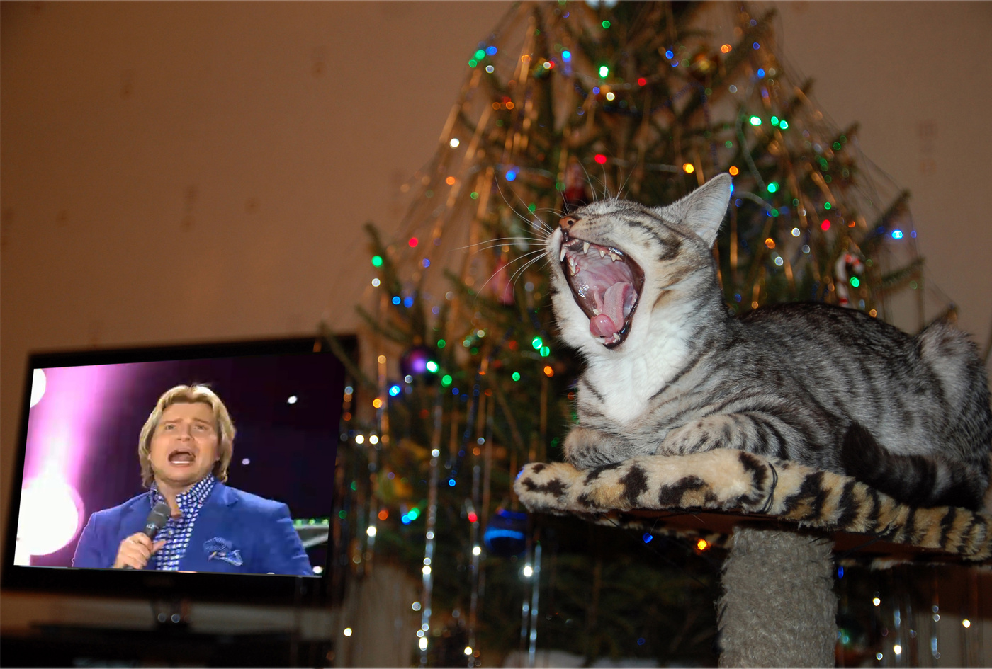 Включи кот петь. Кот поет. Поющий кот фото. Кот в новый год перед телевизором. Котенок поет.