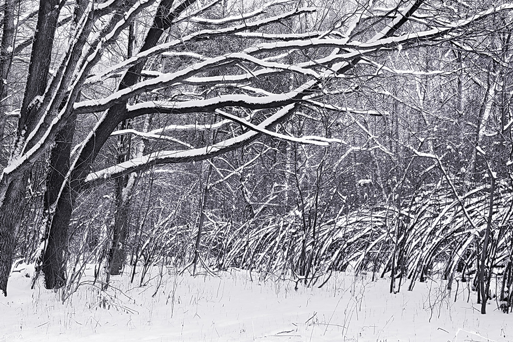 По зимнему графику. Графический зимний пейзаж. По зимнему графику. Зимняя пора в живописи и графике 5 класс презентация. Графика зимнего леса 2 класс изо.