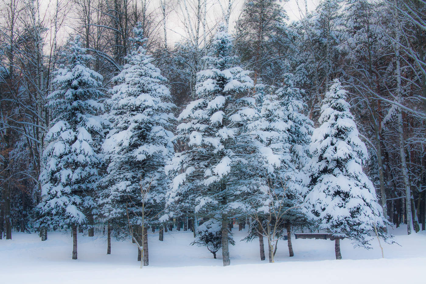 Елочки под снегом. Зимняя елка. Елка в снегу. Ель в снегу. Ёлочки растут в лесу зимой.
