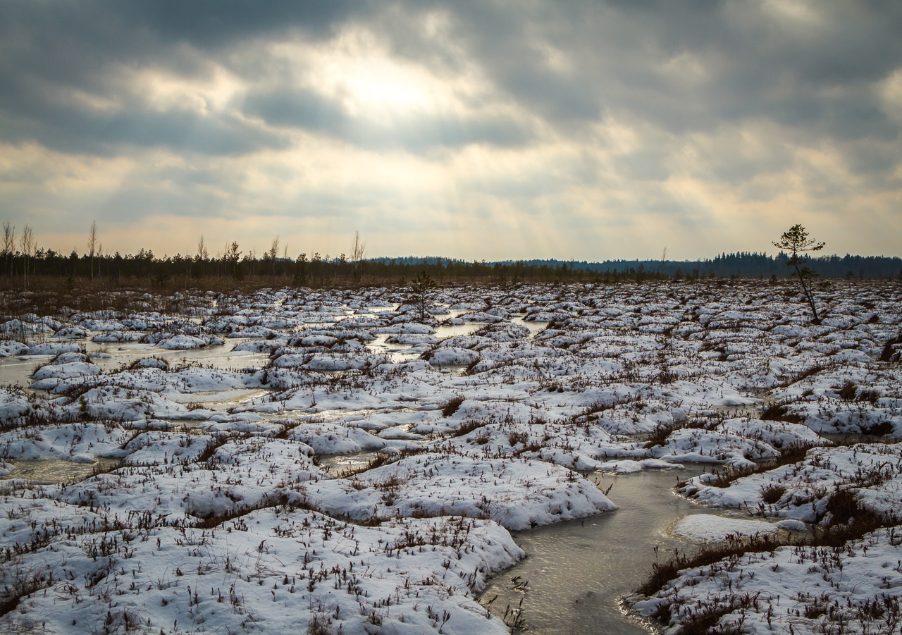 Болотная зима. Иванищевское болото. Болото зимой. Ледяное болото. Замерзшее болото.