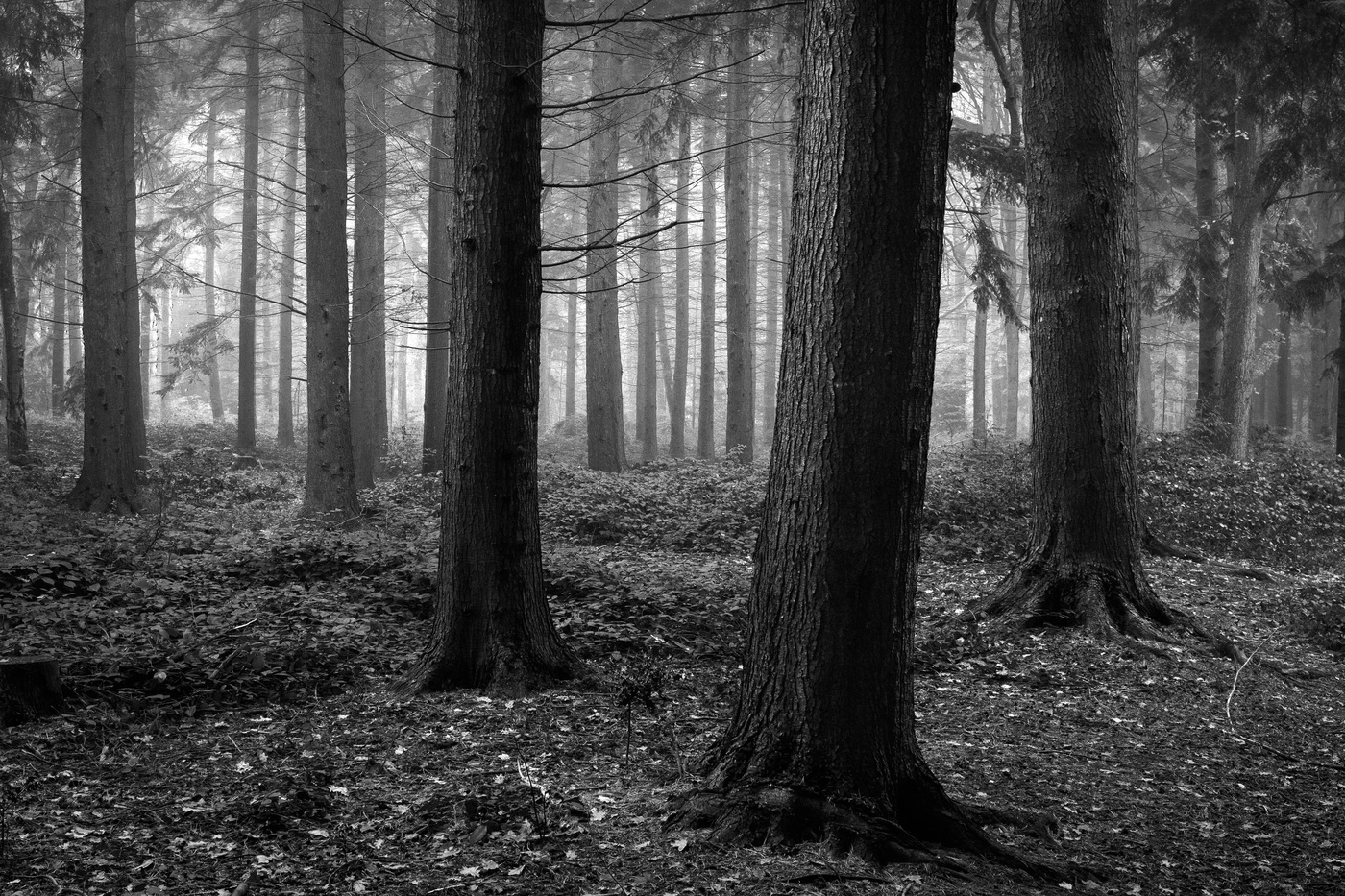Страшные картинки леса