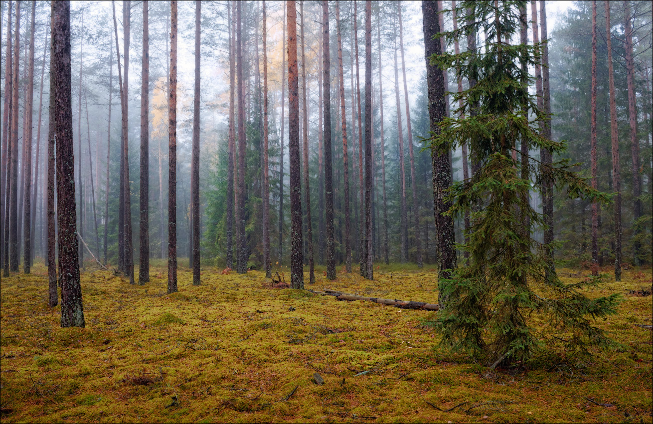 Близко густой. Хвойный лес Беларуси. Леса Беларуси фото. Еловые леса Беларуси. Белорусский лес осенью.