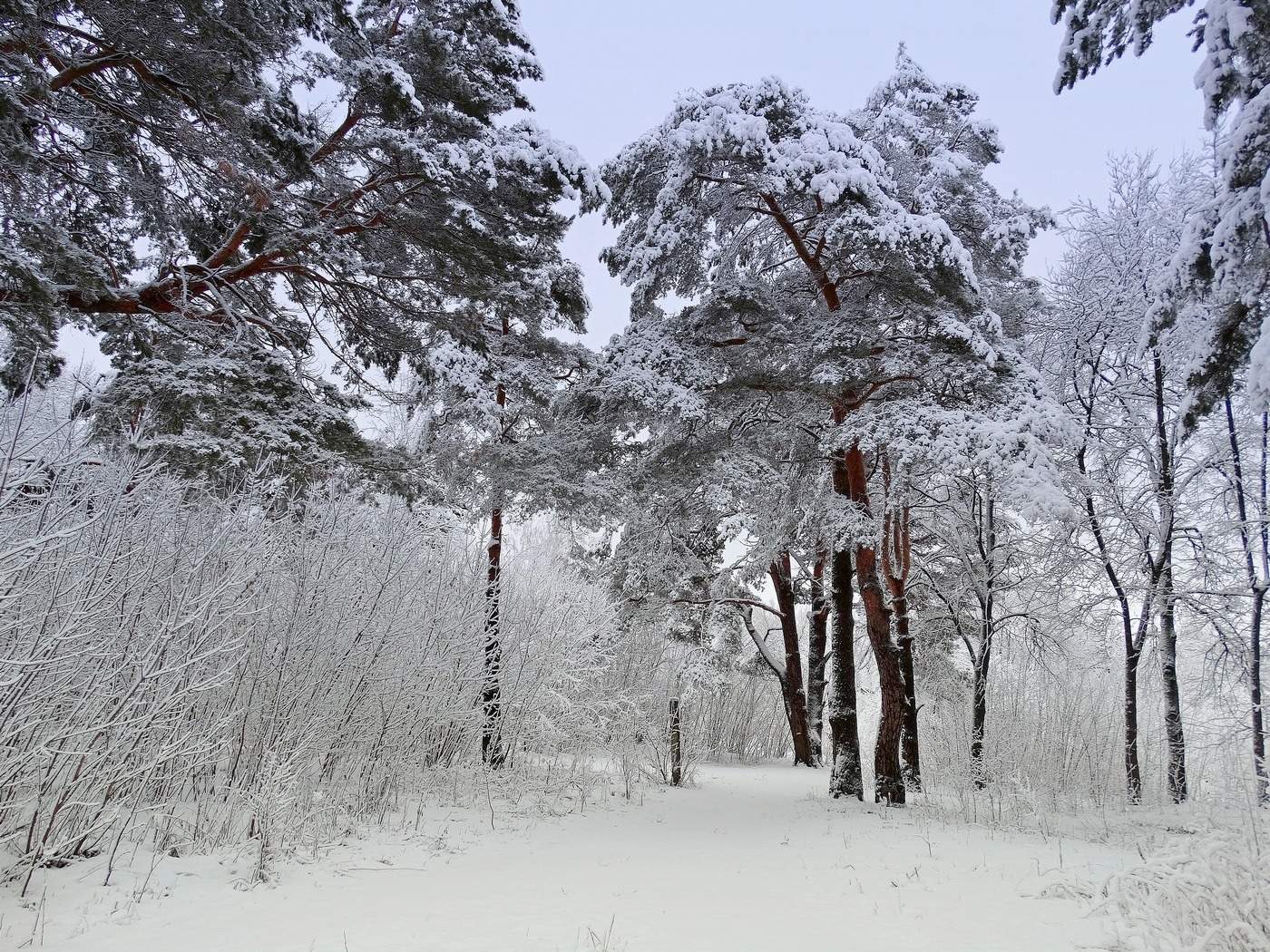 Снег вновь. И снова снег. Фото и снова снег.