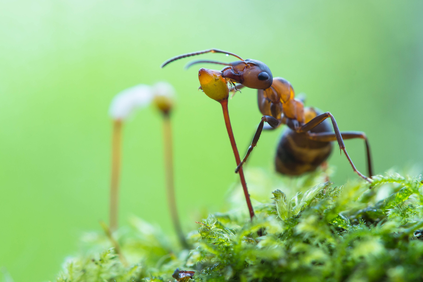 Картинки муравьев