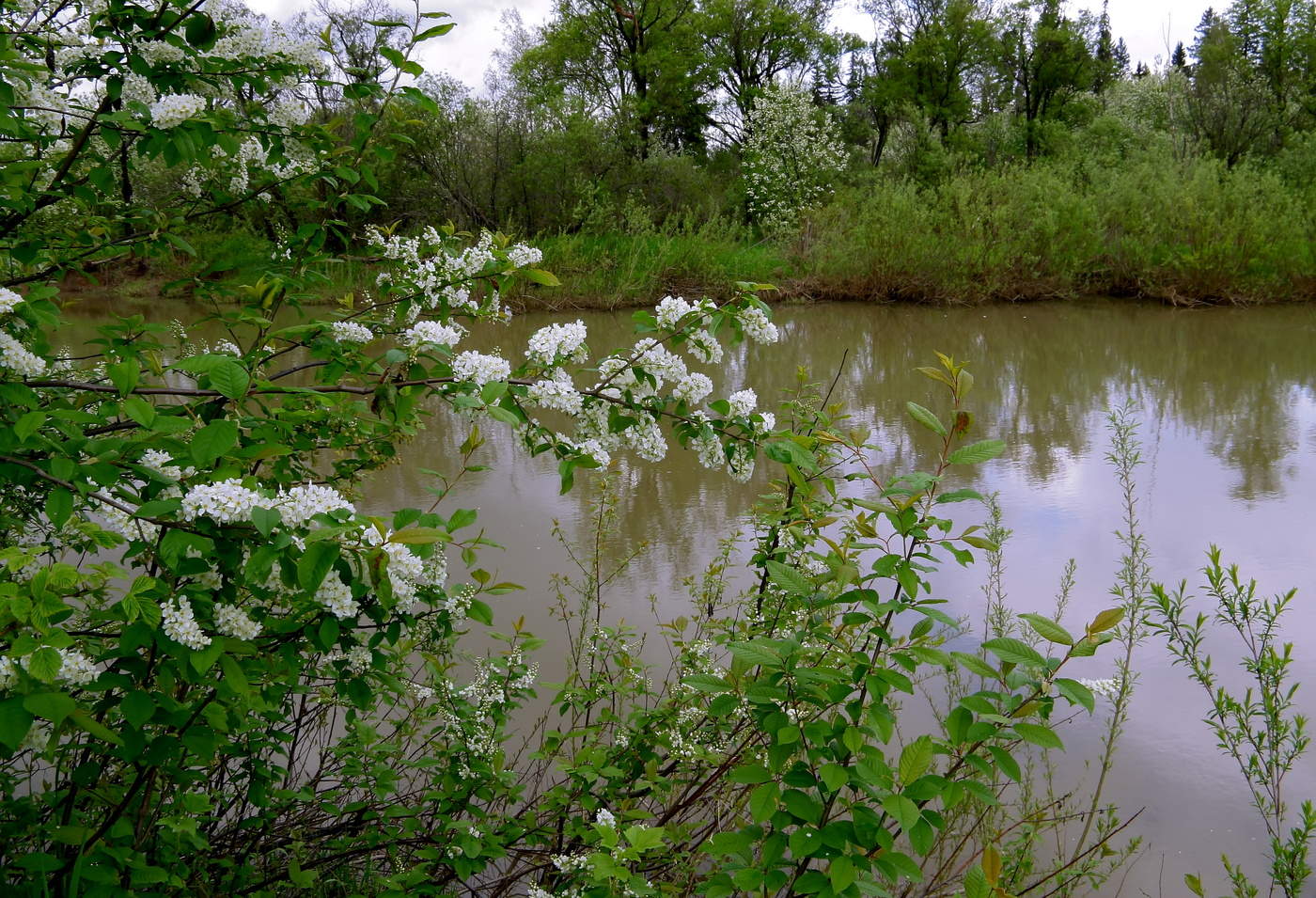 По над рекой сад цветет. Река Черемха. Цветет черемуха в деревне река. Черемуха у реки. Река черемуха Рыбинск.