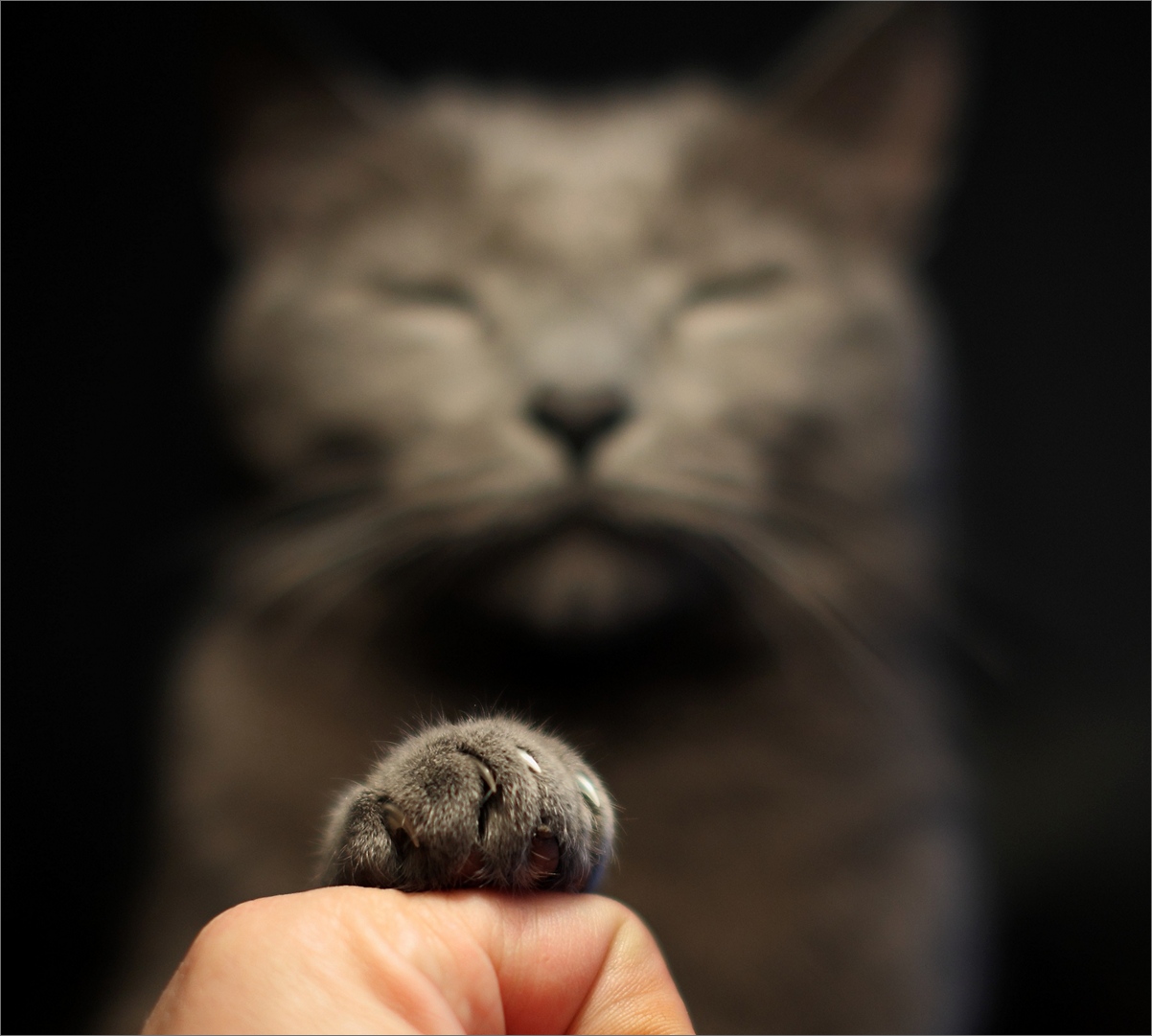 Нежавшийся. Рыжий кот. Умные коты. Нежавшийся. Рука гладит котенка.