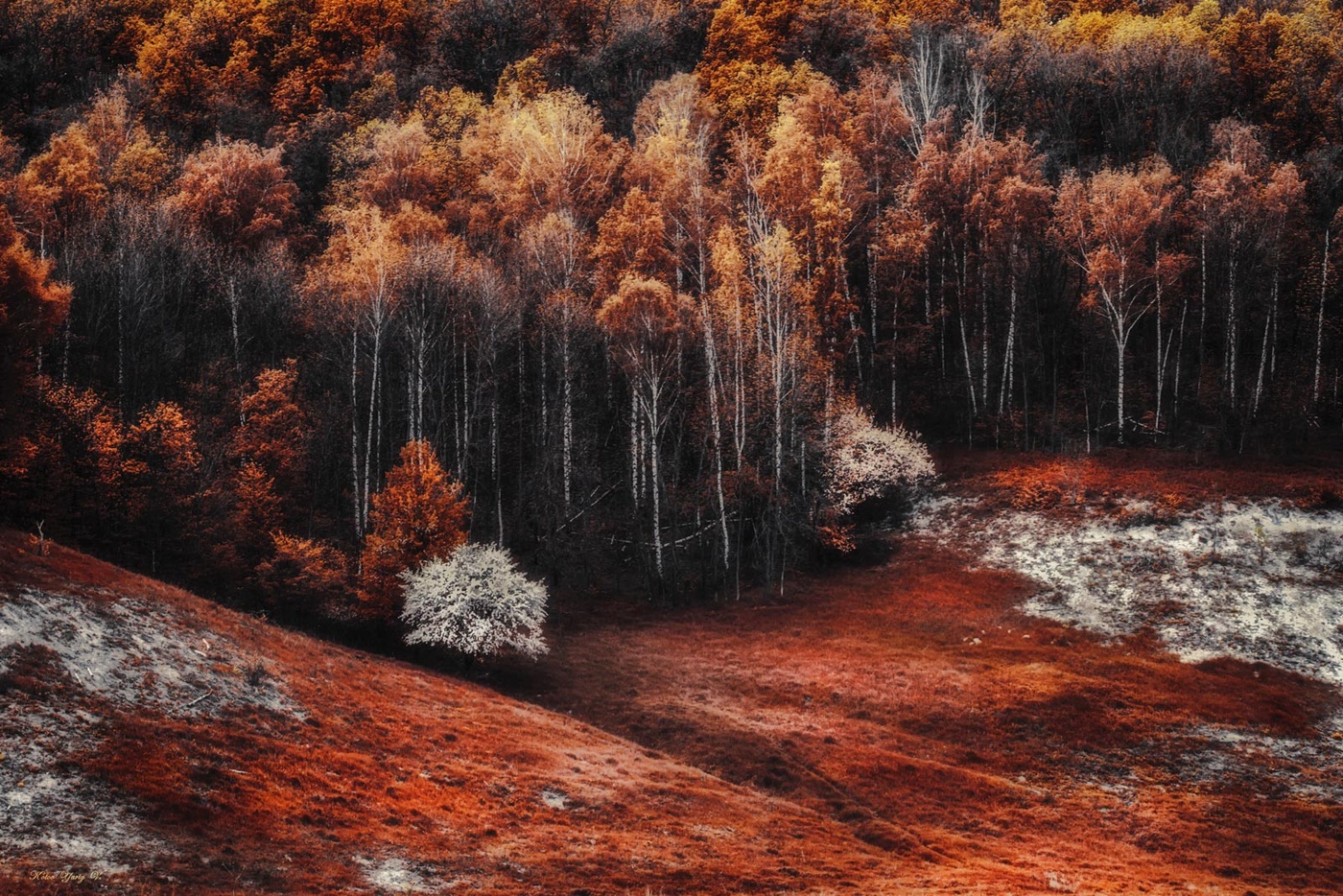 Багряная роща. Багряная осень. Багровый осенний лес. Багряные леса. Багряный лес осень.