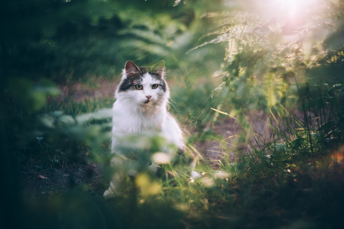 Кот в лесу. Коты в лесу. Кошка в лесу Эстетика. Атмосферные котики. Эстетика лесных котов.