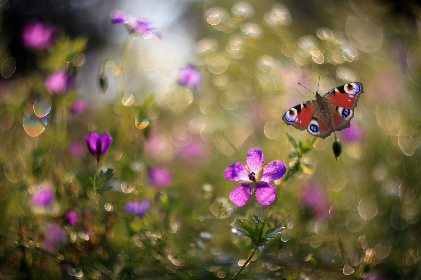 Про лета бабочка. Бабочки на лугу. Лето бабочки. Лето цветы бабочки. Бабочки в природе.