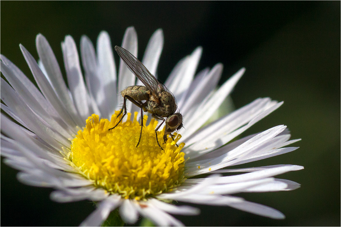птица с червяком в клюве. муха это маленькая птичка король и шут. птицы едят насекомых. муха маленькая птичка король. вольфартова муха.