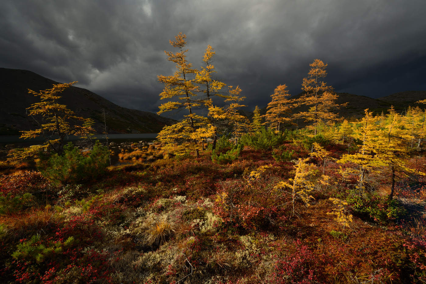 Tundra forest. Озеро Джека Лондона Магаданская область осень. Магадан лесотундра природа. Лес Магаданская область тундра. Магадан тундра.