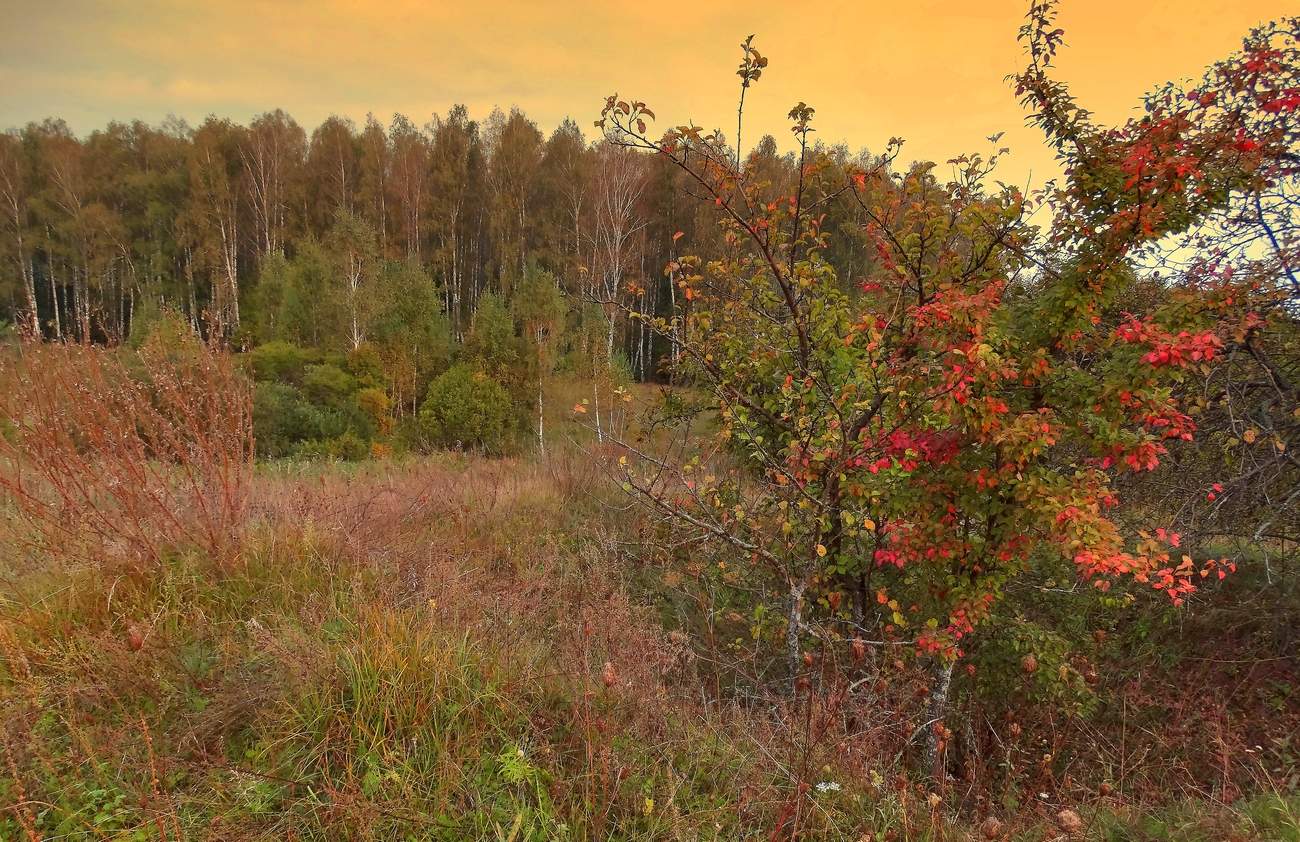 Багряная лощина. Кусты осенью. Кусты в лесу осенью. Кустарники поздней осенью. Кустарник в осеннем лесу.