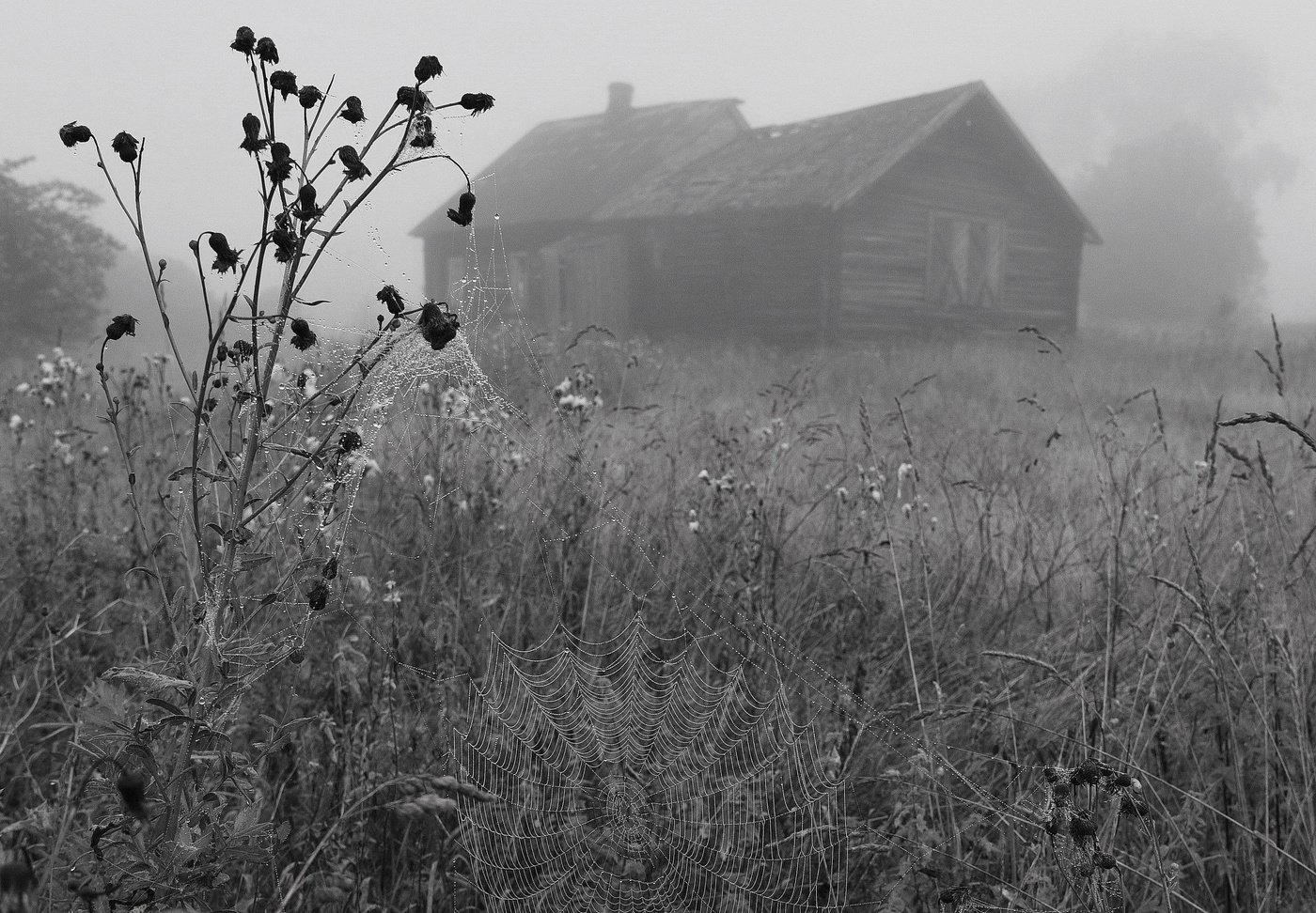 Село черное. Деревня в тумане. Эстетика деревни чб. Летнее утро в деревне. Деревенское утро.