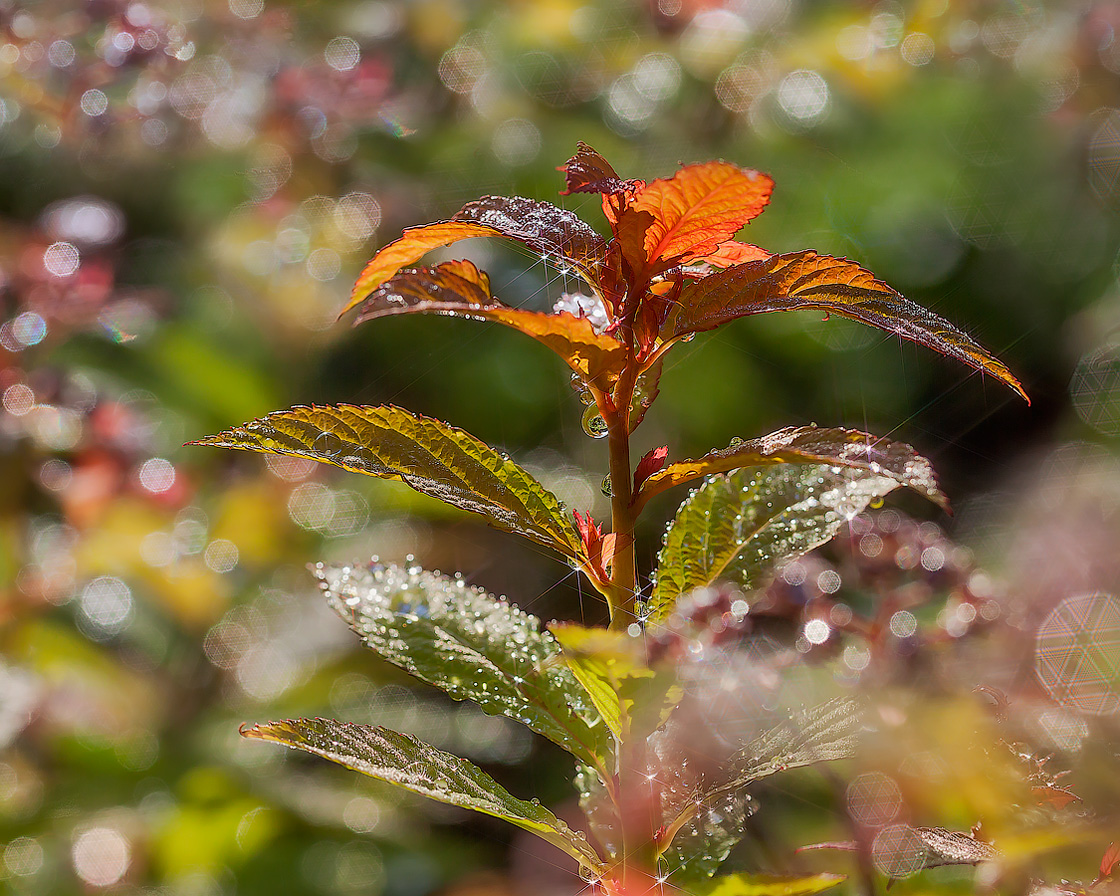 роса медвяная на коре. бегония morning dew. дождь на ладони. девушка умывается росой. капли росы.