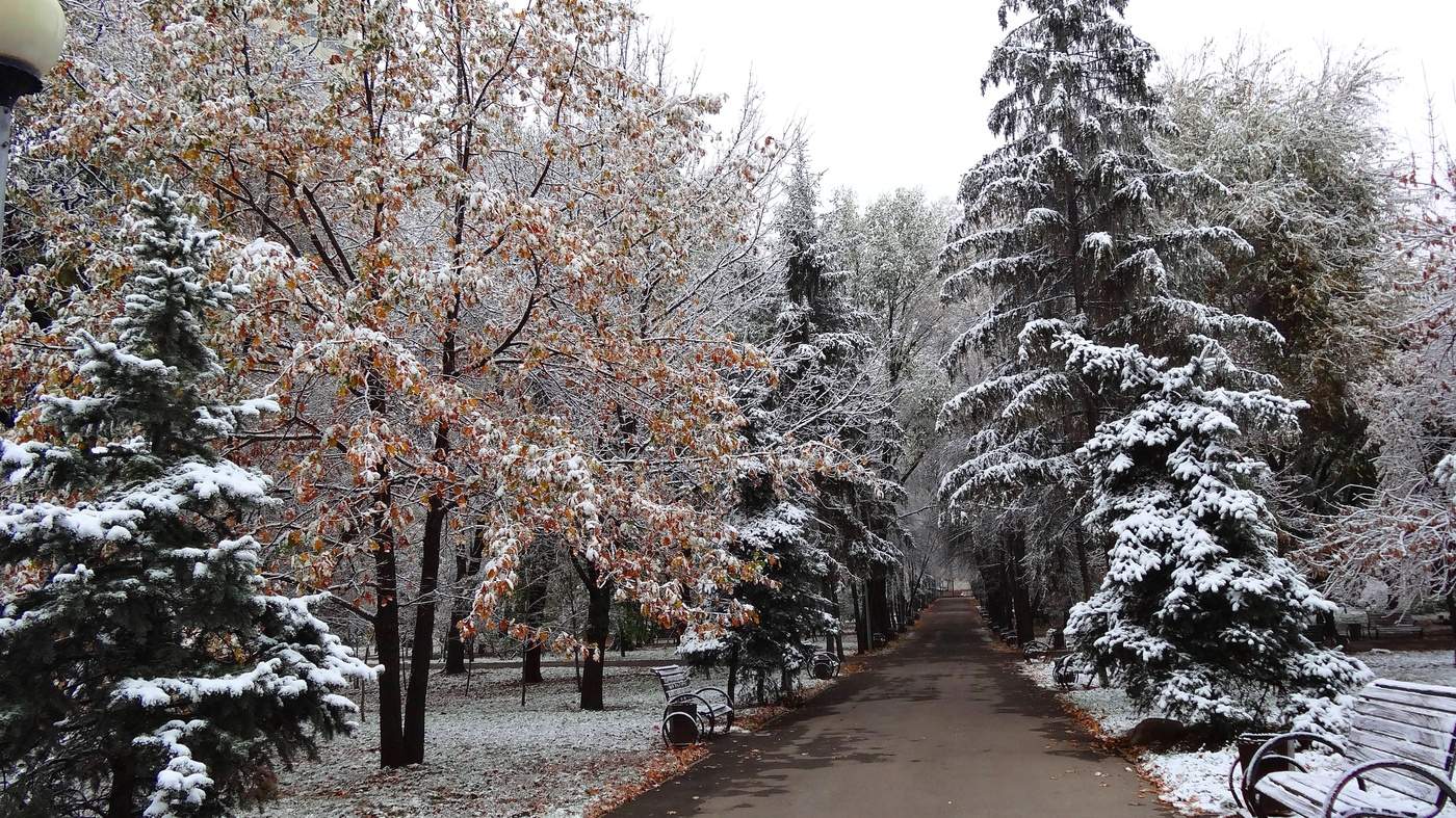 красивая зима в парке
