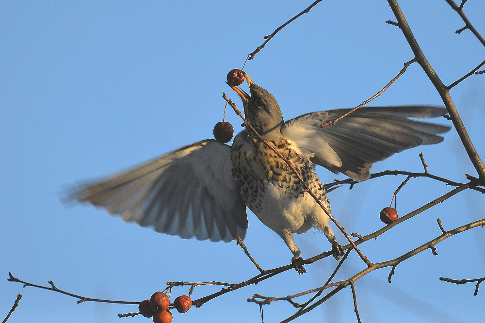 Дрозды в полете. Дрозд рябинник в полете. Скворец рябинник птица. Дрозд летит. Певчий дрозд в полёте.