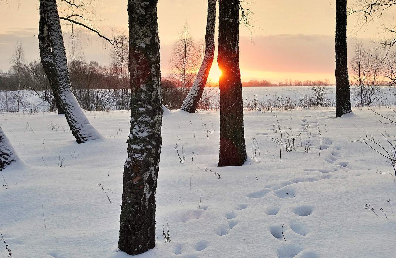 Январский утренний порой по снегу скрип веселый. Январской утренней порой по снегу скрип. Утро роща в снегу фото. Первый снег солнце Рощи Дубравы. Январский Луч город.