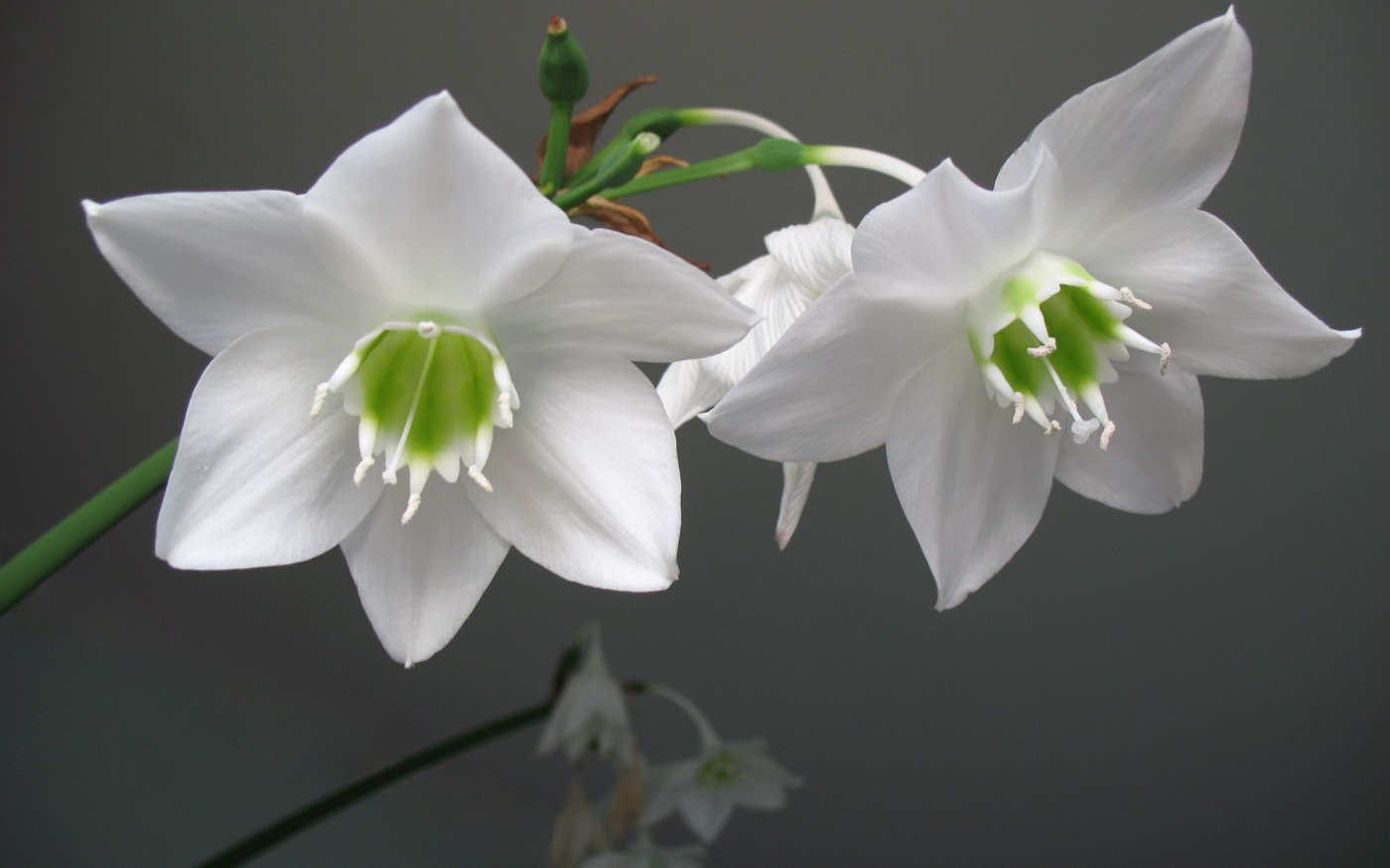 Эухарис цветок фото комнатное. Эухарис Амазонская Лилия. Эухарис grandiflora. Эухарис Сандера. Эухарис (комнатная Лилия).