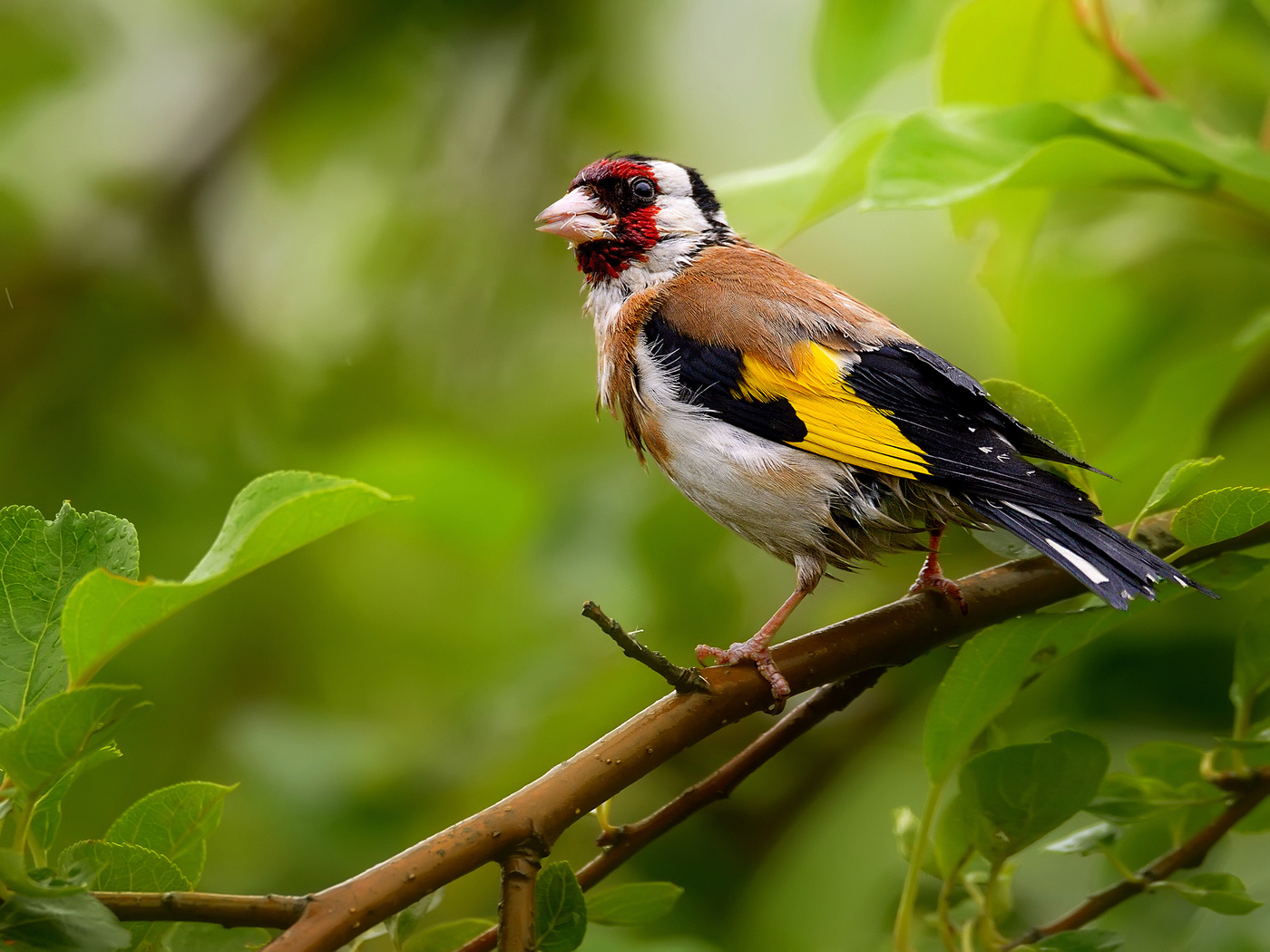 Фото щегла. Черноголовый щегол. Щегол черноголовый Carduelis Carduelis. Толстоклювый щегол. Пестрые щеглы.