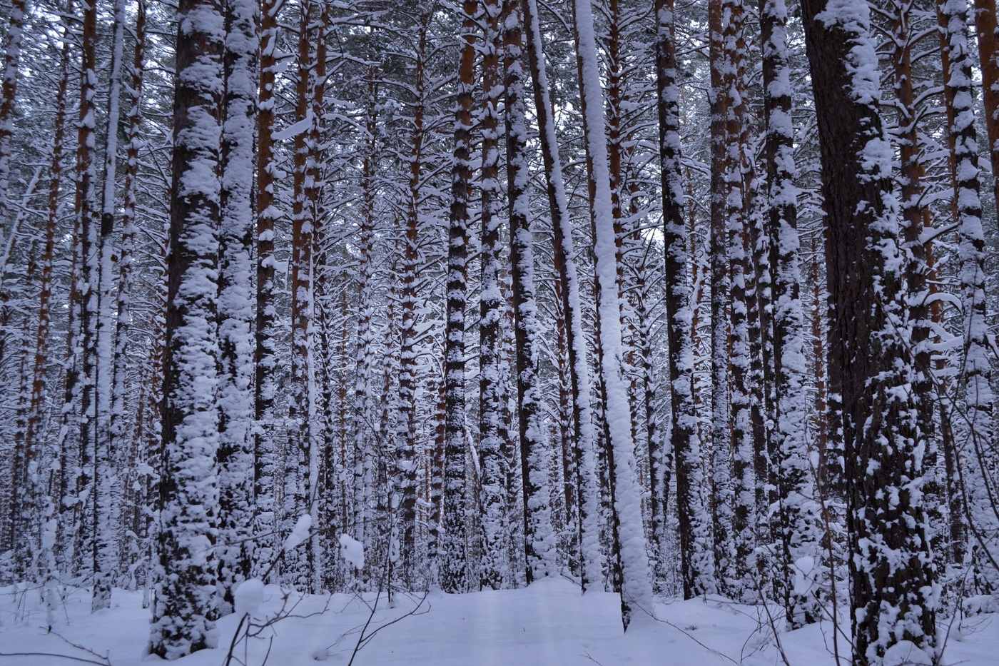 Заметает зима