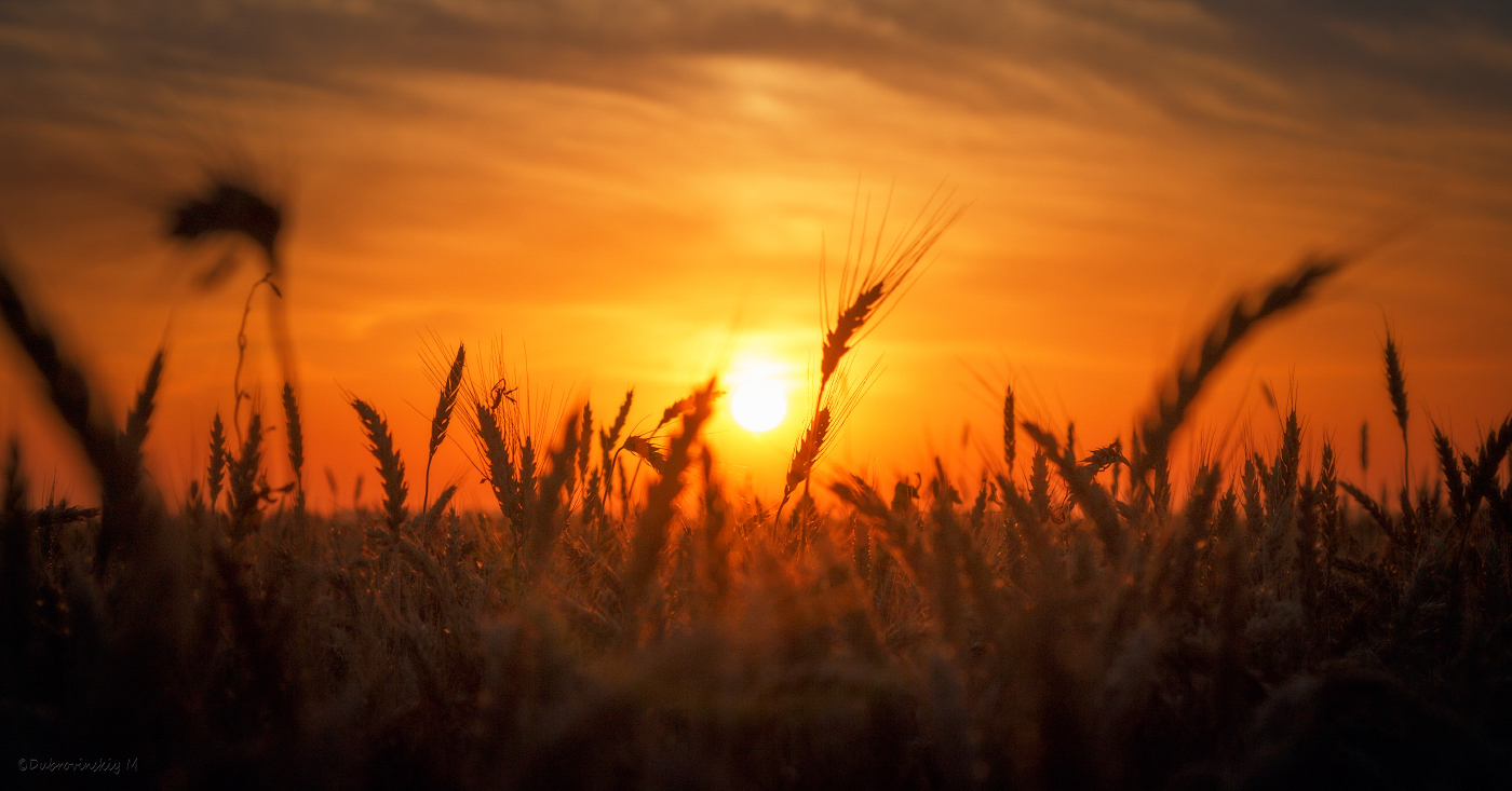 Пшеничное солнце. Закат в поле. Пшеничное поле на закате. Колосья на рассвете. Колоски на фоне заката.
