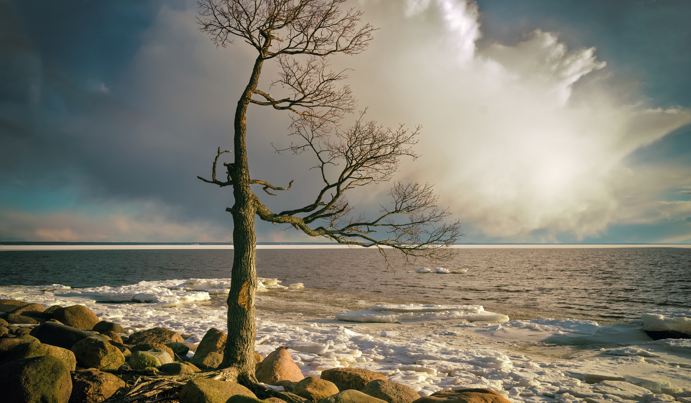 Деревья залитые водой. Финский залив деревья. Море весной.