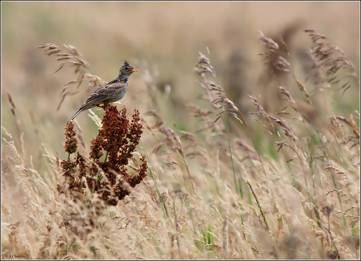 Пшеничная птица. Жаворонок в поле. Птичка в поле. Птицы в поле. Пшеничное поле с птицами.