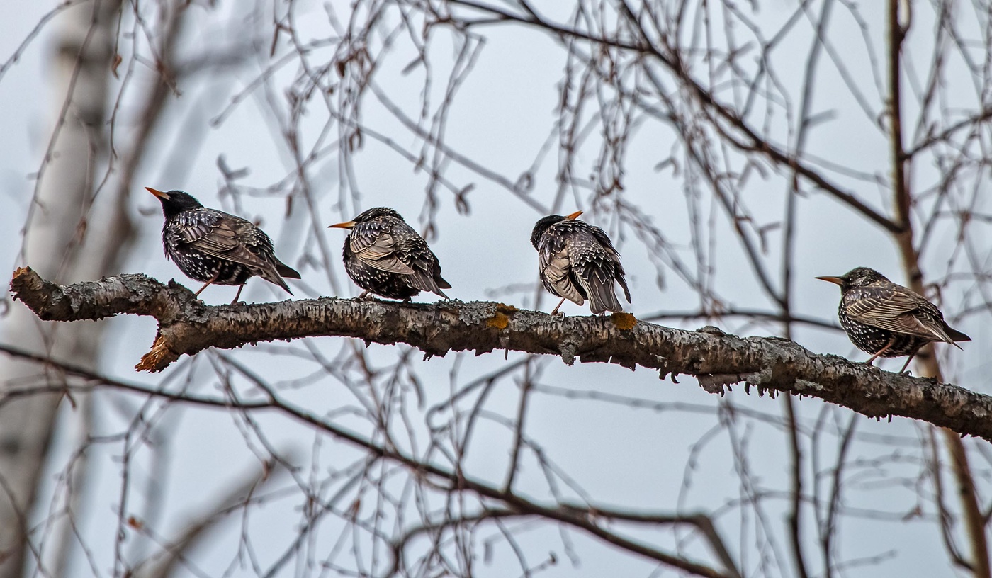 Лучше всего наблюдать скворца рано утром. Дрозды Татарстана. Весенние птицы Татарстана. Птицы весной.