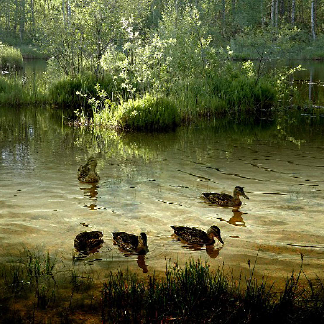 Pond 5. Пруд Осоргино Лесной городок. Мильфея в пруду.