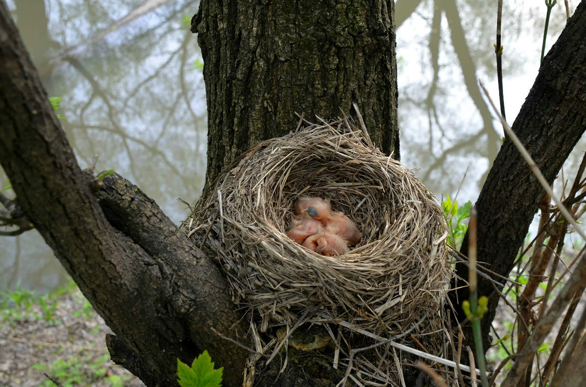 Она стоит в гнезде. Гнездо смешное. Настоящее гнездо. Она стоит в гнезде. Гнездо дрозда рябинника.