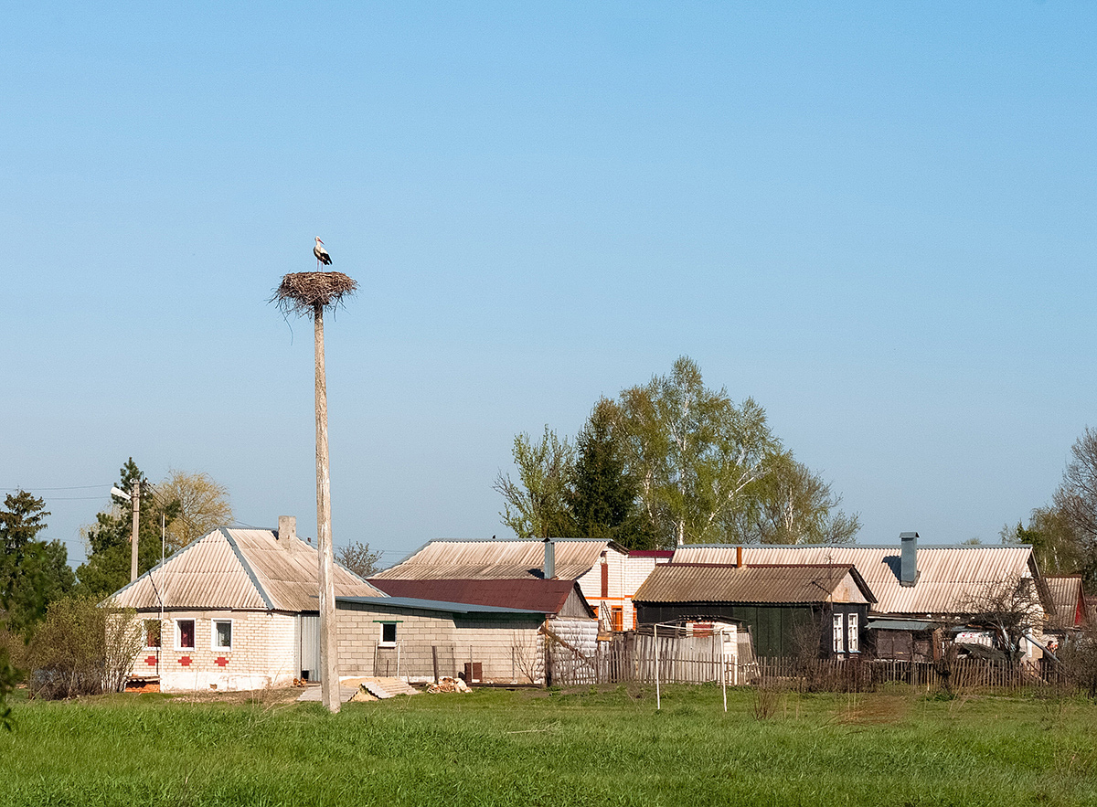 Село свет. Утро Аист деревня. Деревнях в белорусских деревнях Аисты. Аисты в деревне Комлево. Аисты в деревне фото.