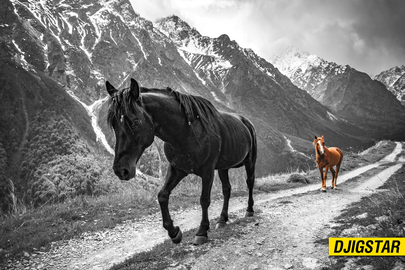 Лошади осетия. Северная Осетия лошади. Кавказские горы Северная Осетия лошади. Осетия кони. Кони в горах Осетии.